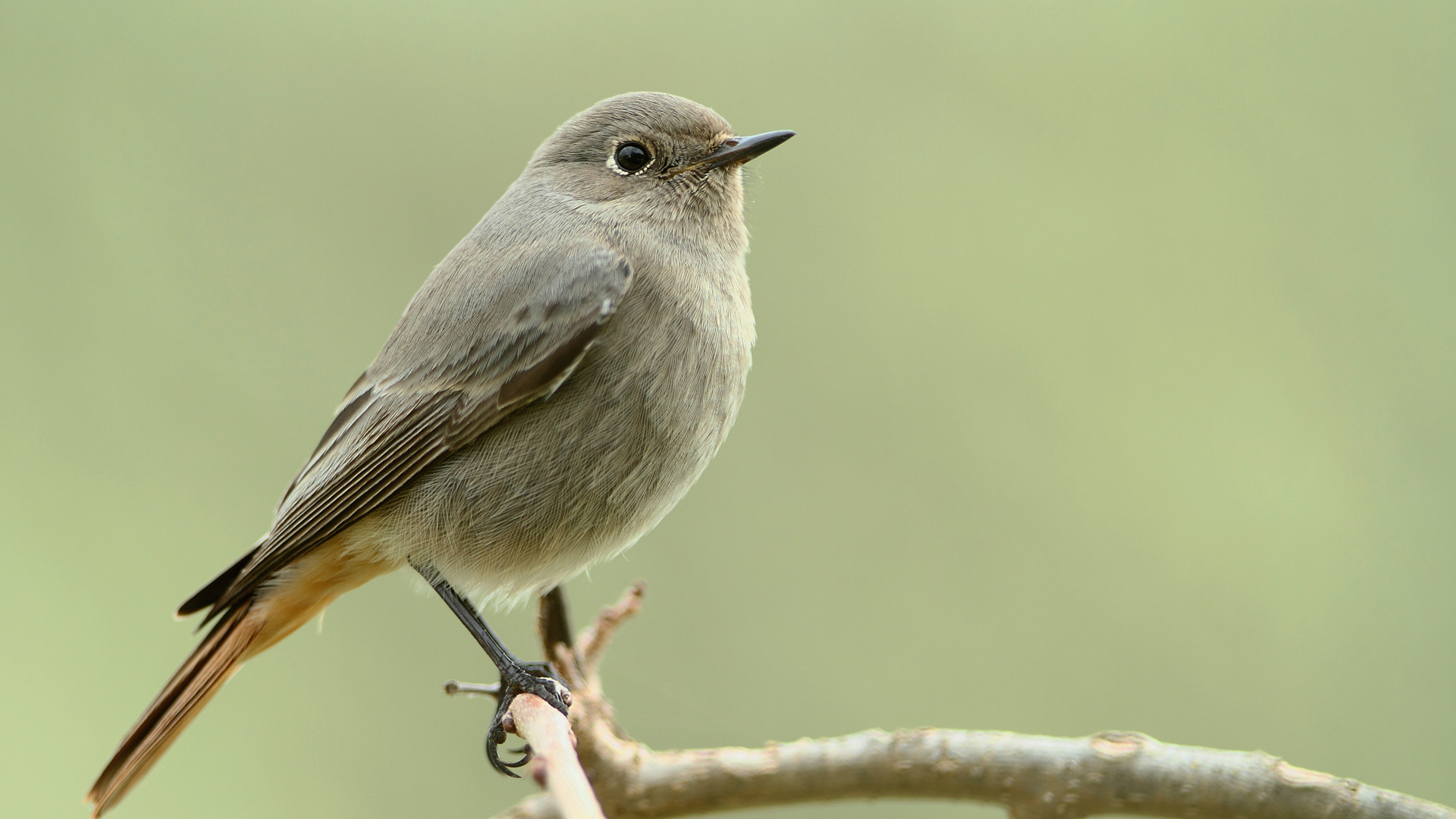 Kara kızılkuyruk » Black Redstart » Phoenicurus ochruros