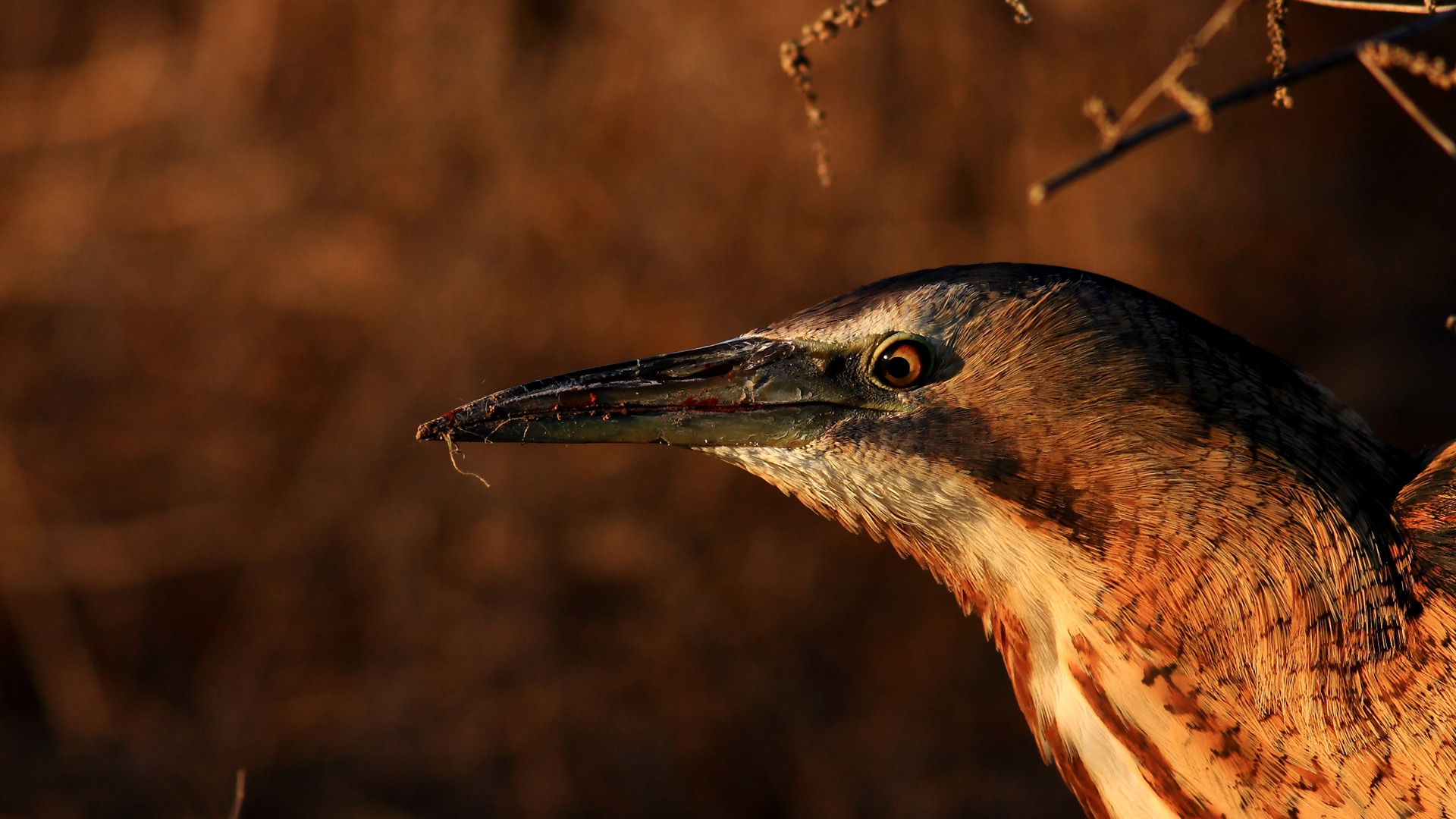 Balaban » Eurasian Bittern » Botaurus stellaris