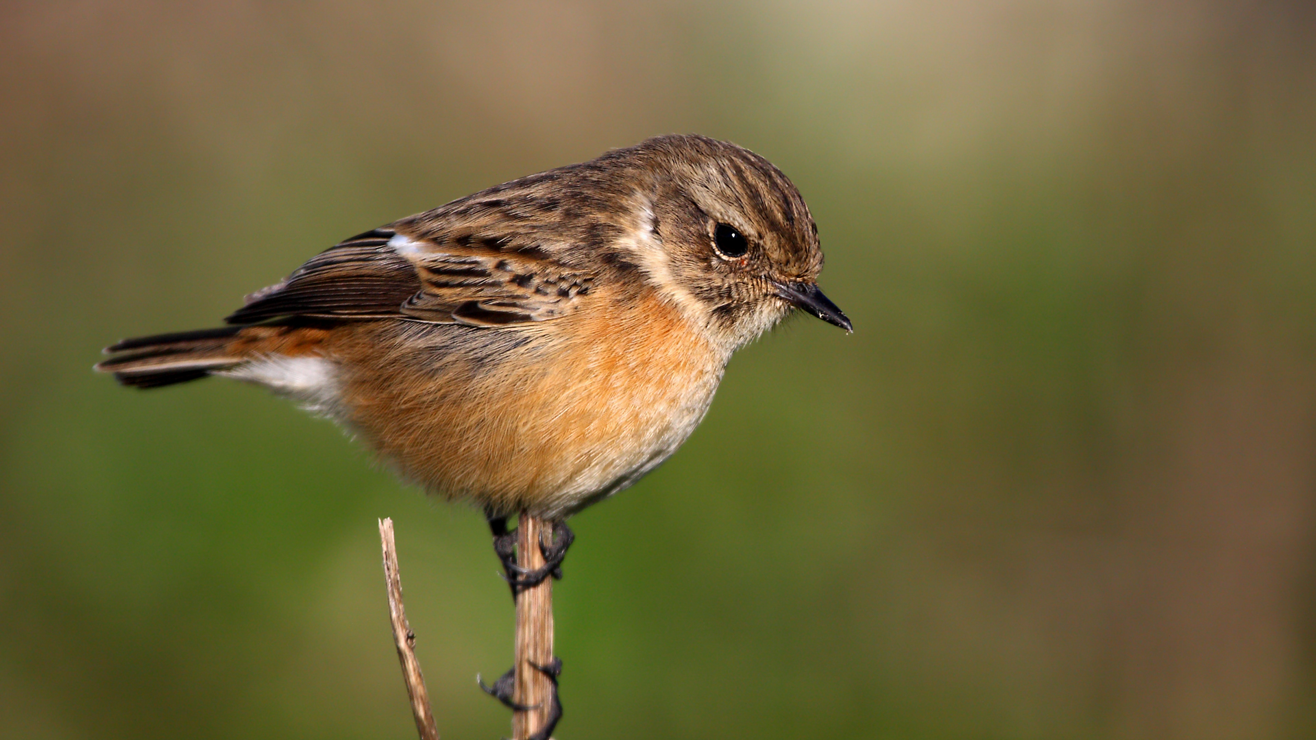 Taşkuşu » European Stonechat » Saxicola rubicola