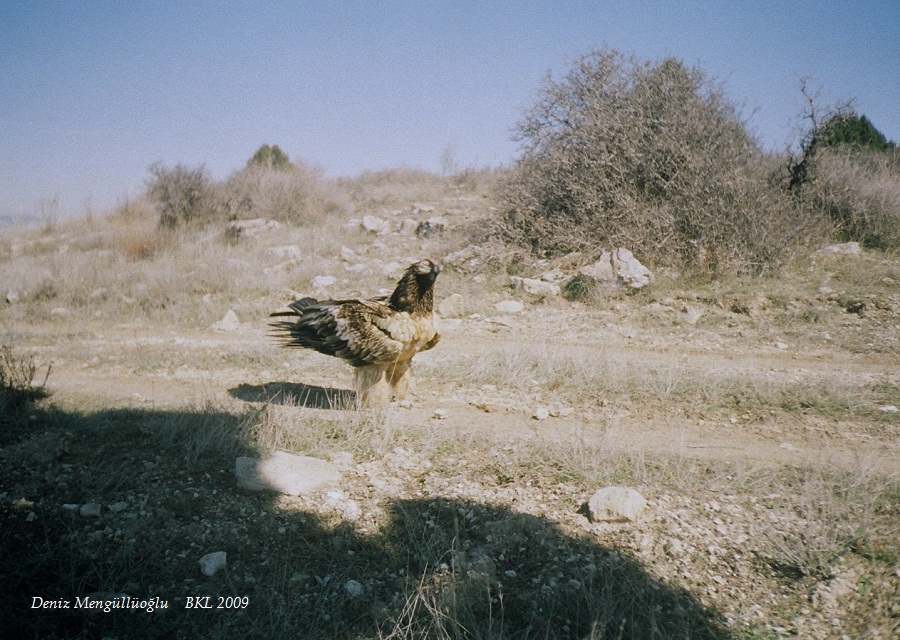 Sakallı akbaba