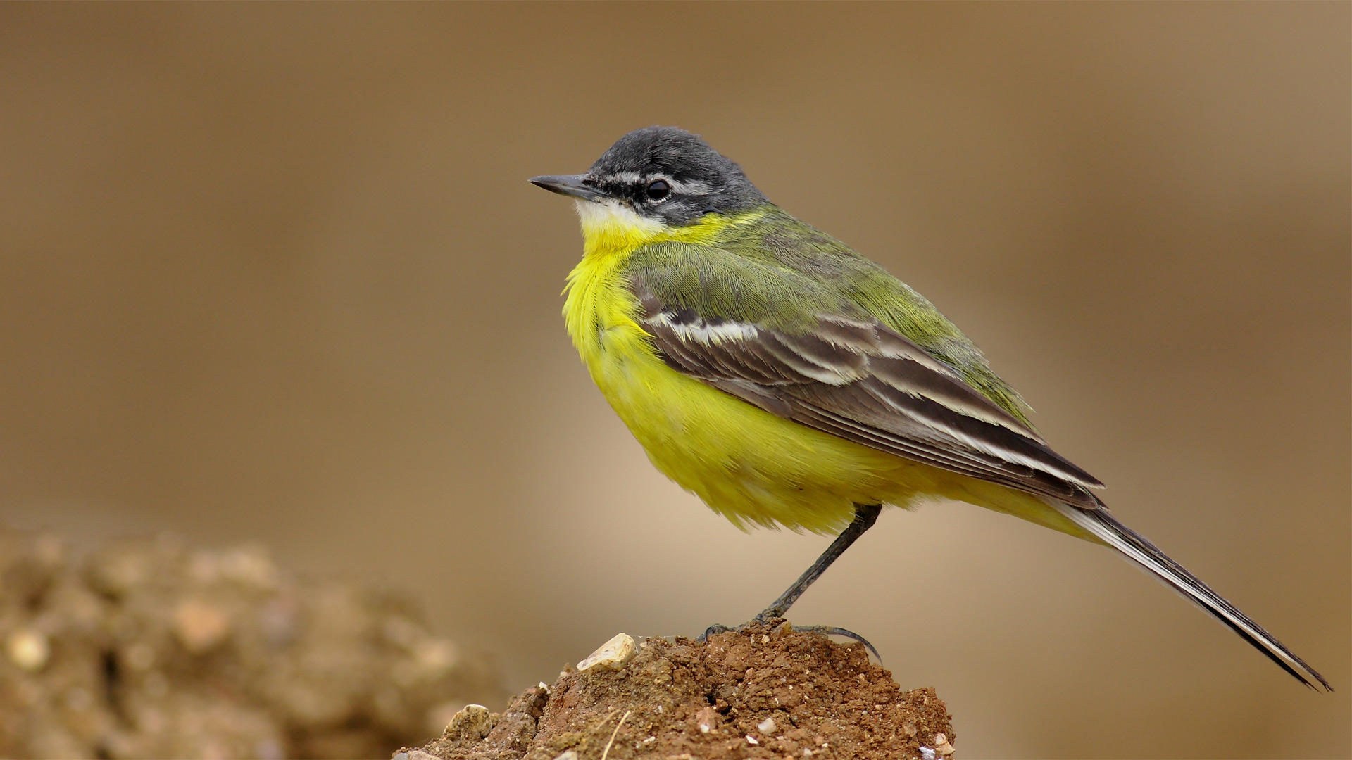 Sarı kuyruksallayan » Western Yellow Wagtail » Motacilla flava