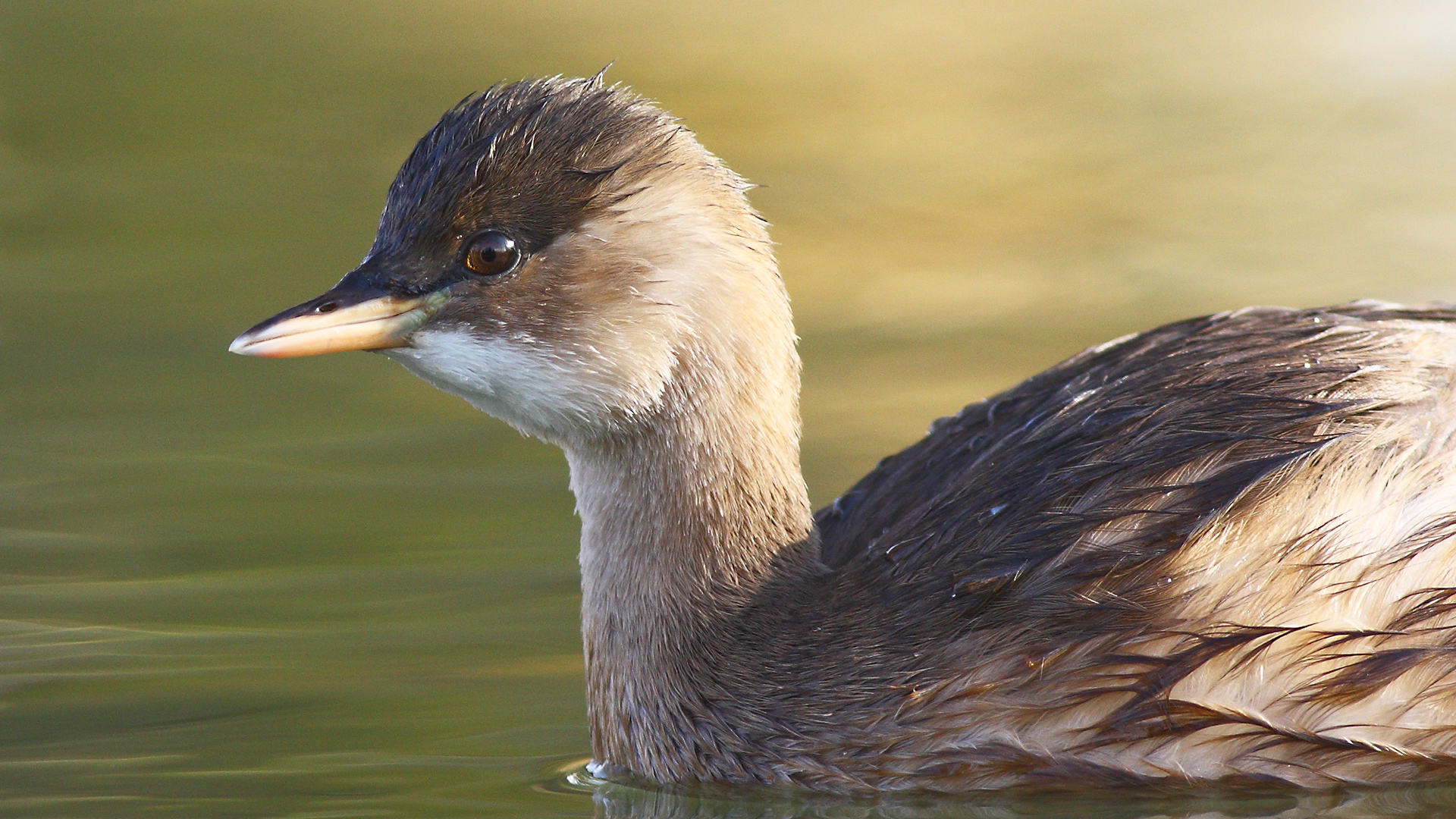 Küçük batağan » Little Grebe » Tachybaptus ruficollis