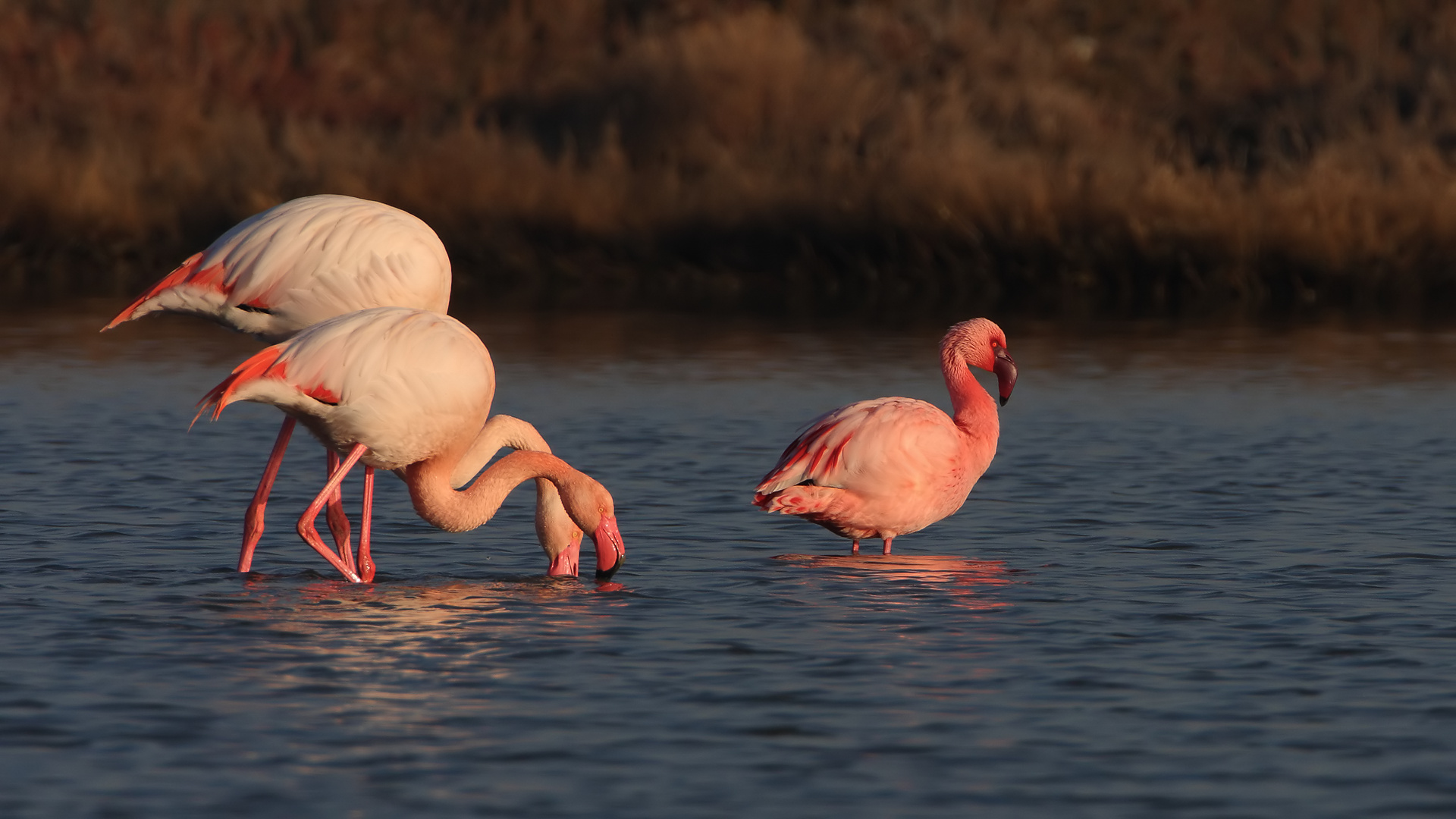 Küçük flamingo