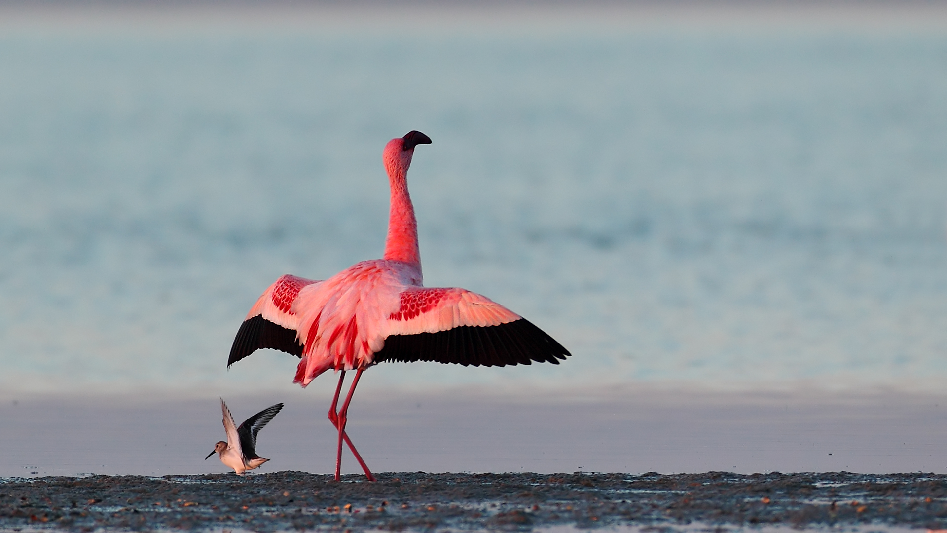 Küçük flamingo