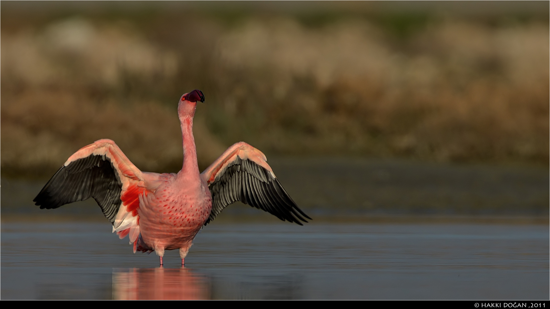 Küçük flamingo