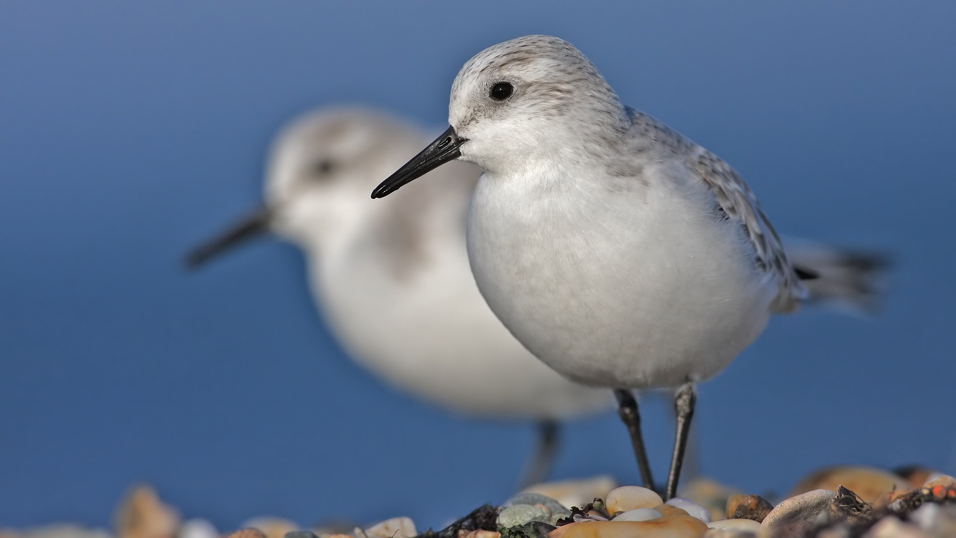 Ak kumkuşu » Sanderling » Calidris alba