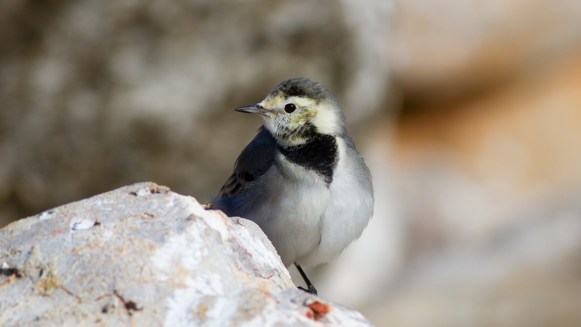 Ak kuyruksallayan » White Wagtail » Motacilla alba