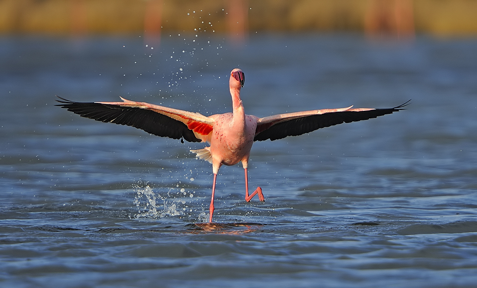 Küçük flamingo