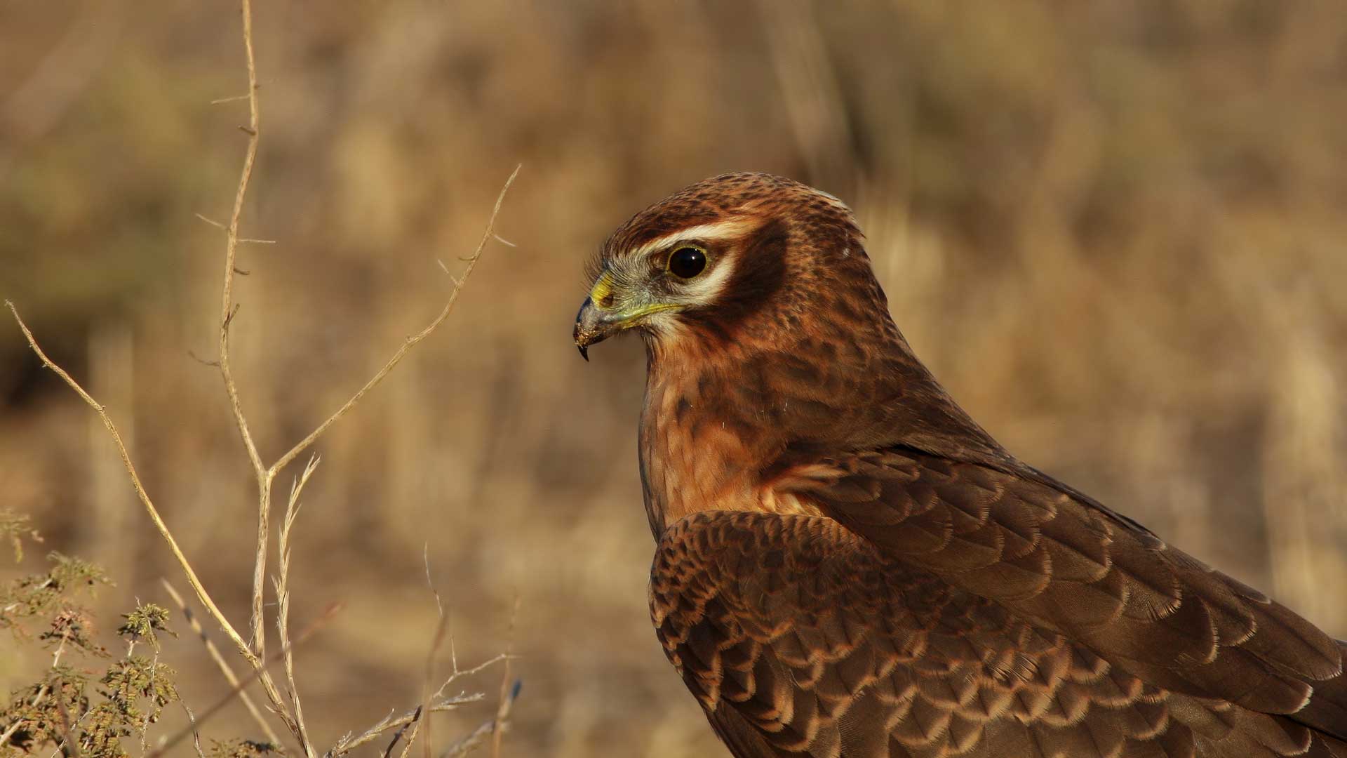 Çayır delicesi