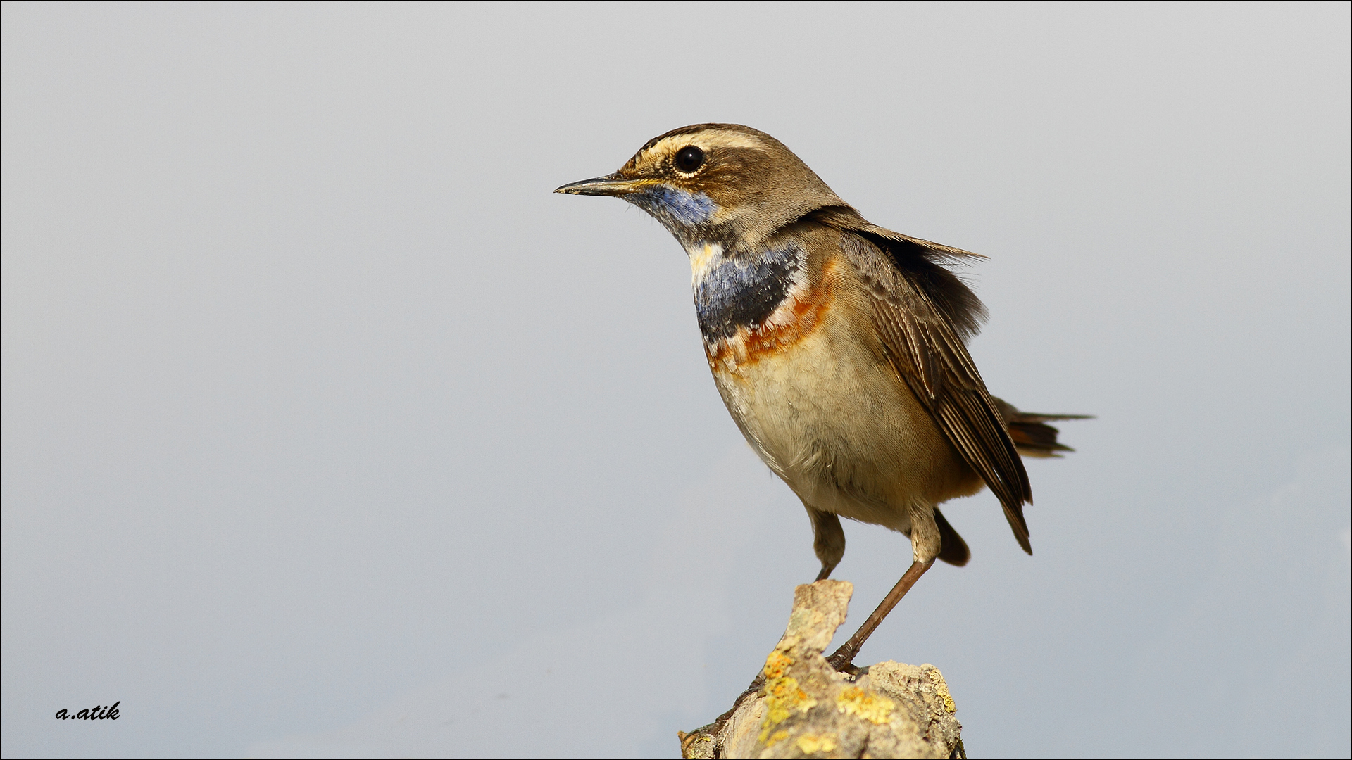 Mavigerdan » Bluethroat » Luscinia svecica