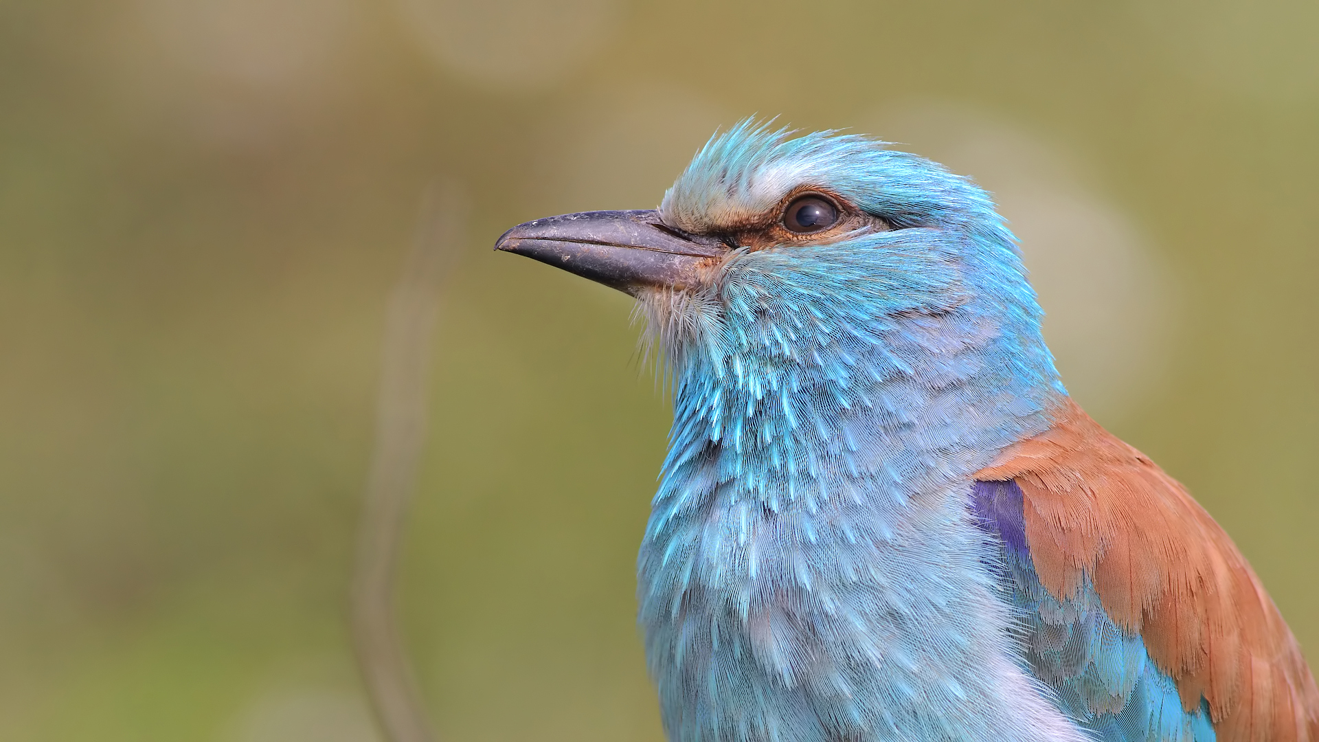 Gökkuzgun » European Roller » Coracias garrulus