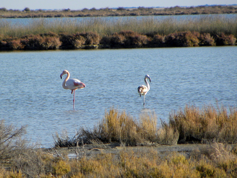 Flamingo