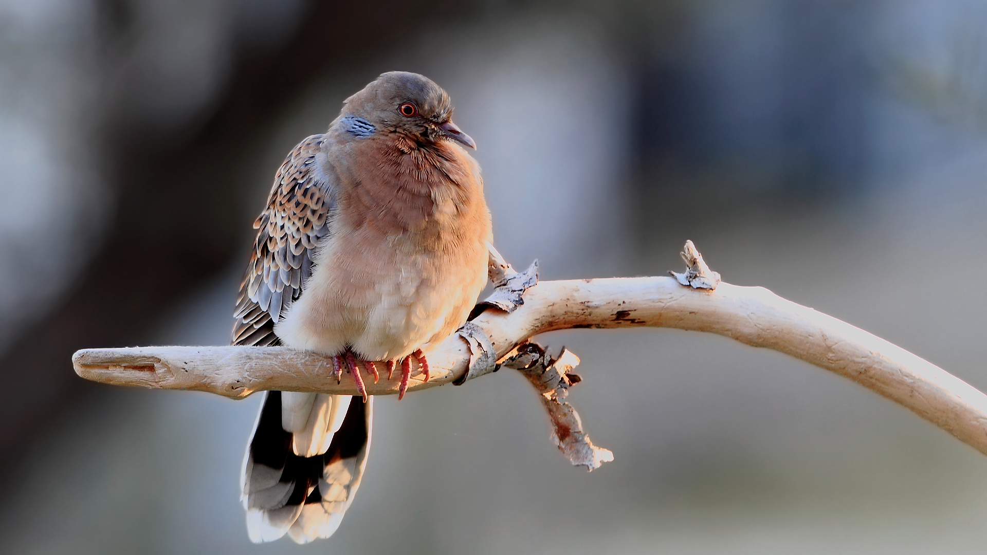 Büyük üveyik » Oriental Turtle Dove » Streptopelia orientalis