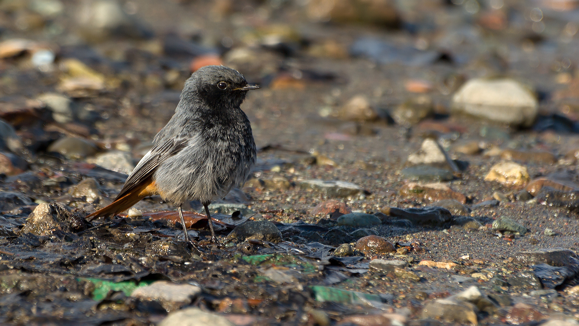 Kara kızılkuyruk » Black Redstart » Phoenicurus ochruros