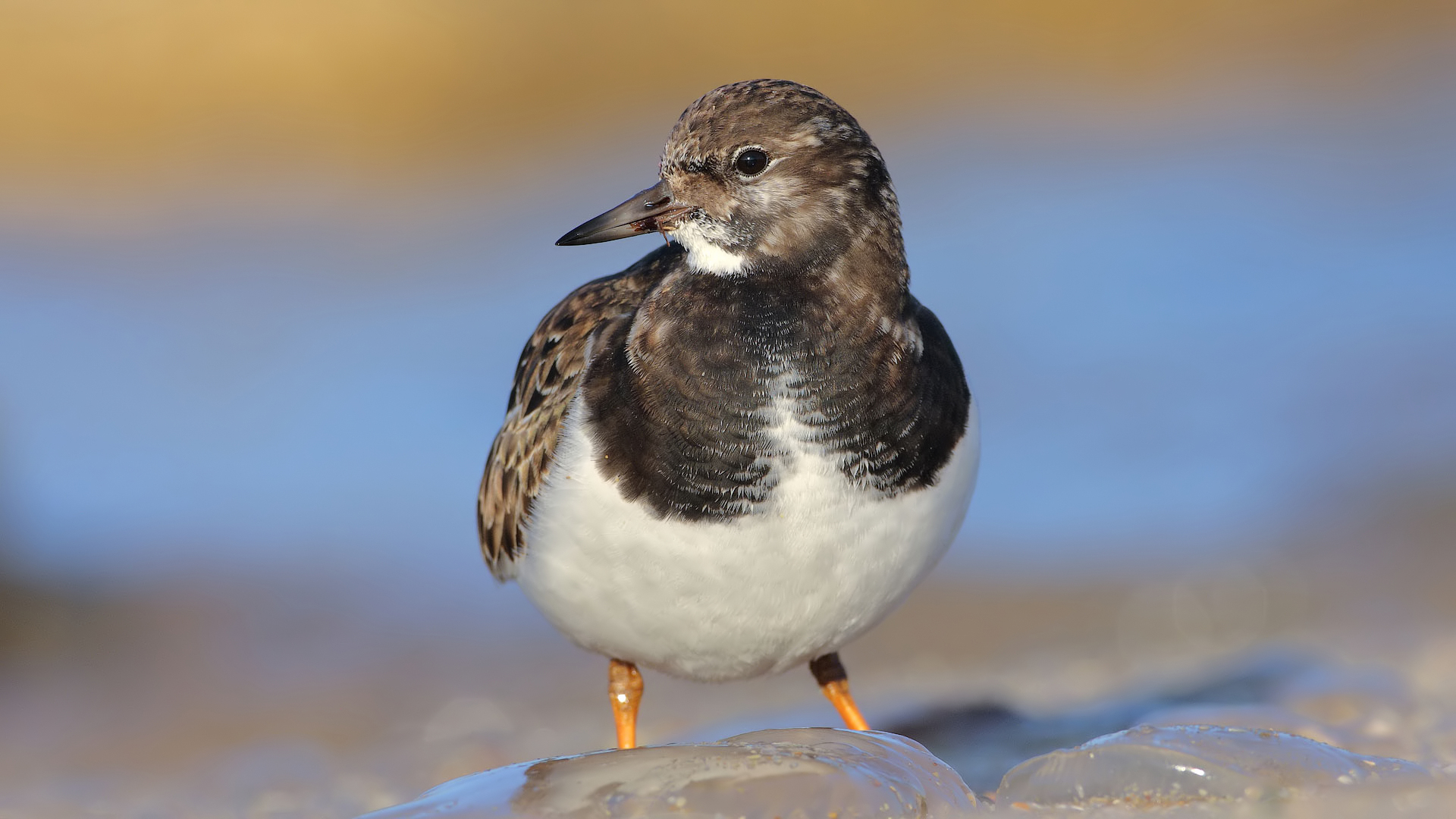 Taşçeviren » Ruddy Turnstone » Arenaria interpres