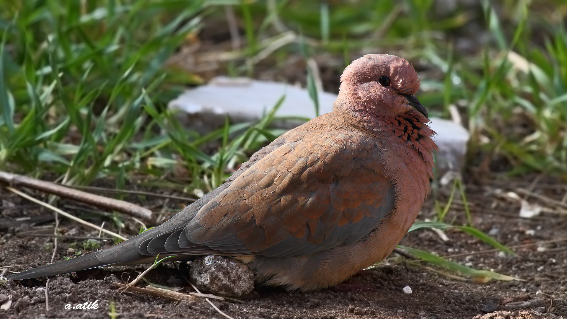 Küçük kumru » Laughing Dove » Spilopelia senegalensis