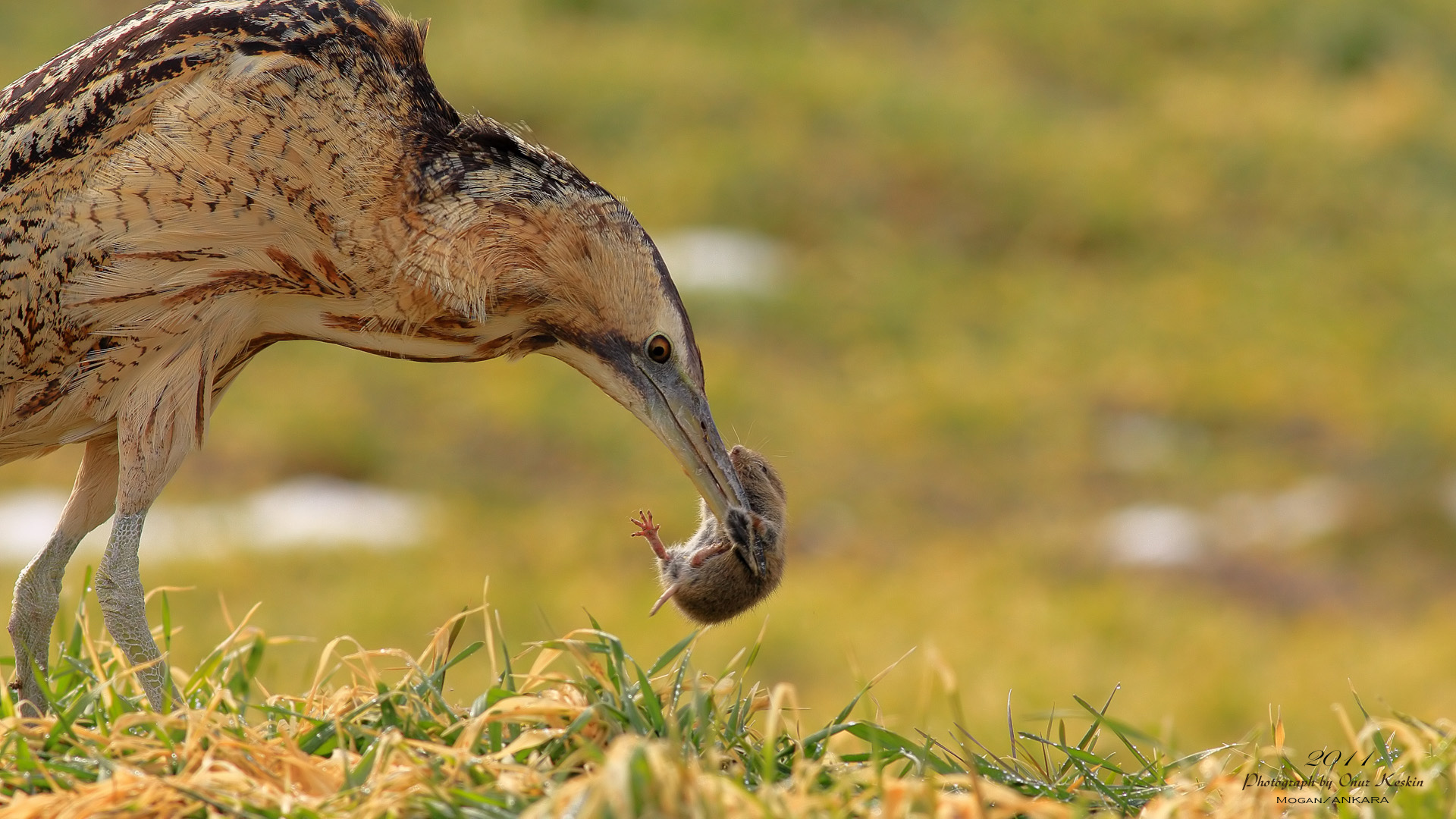 Balaban » Eurasian Bittern » Botaurus stellaris