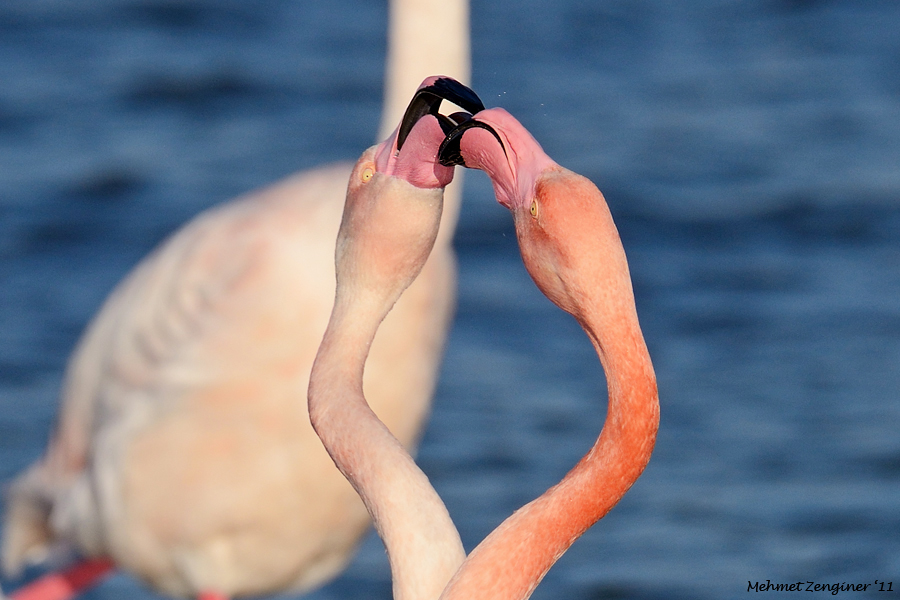 Flamingo