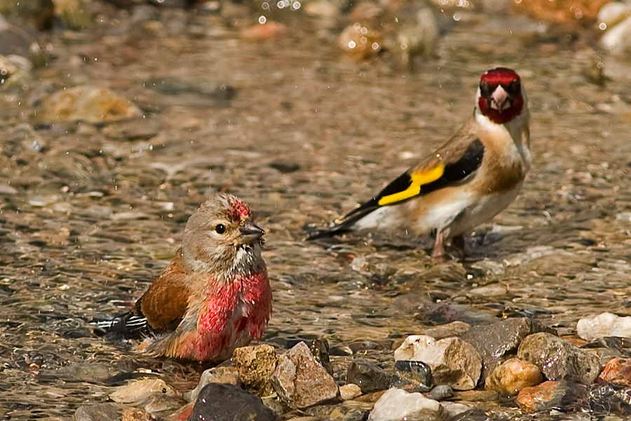 Ketenkuşu