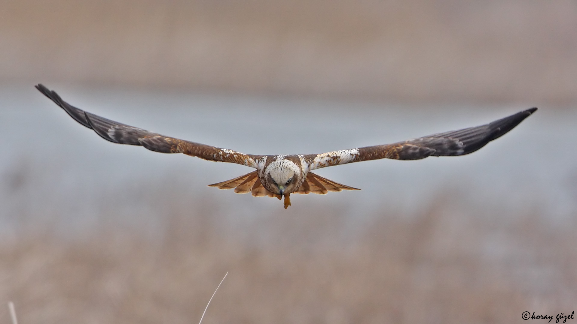 Saz delicesi » Western Marsh Harrier » Circus aeruginosus