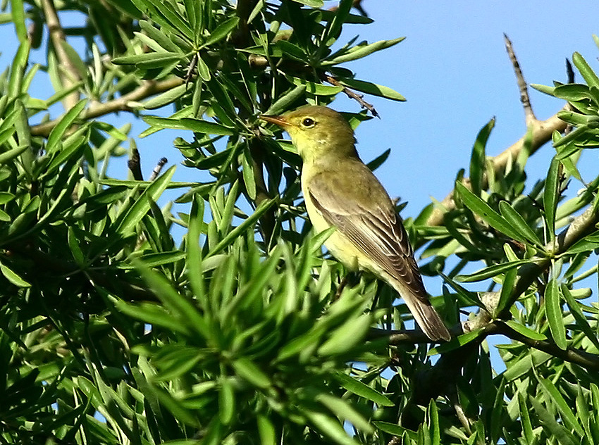 Sarı mukallit