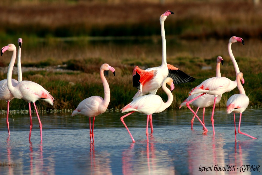 Flamingo