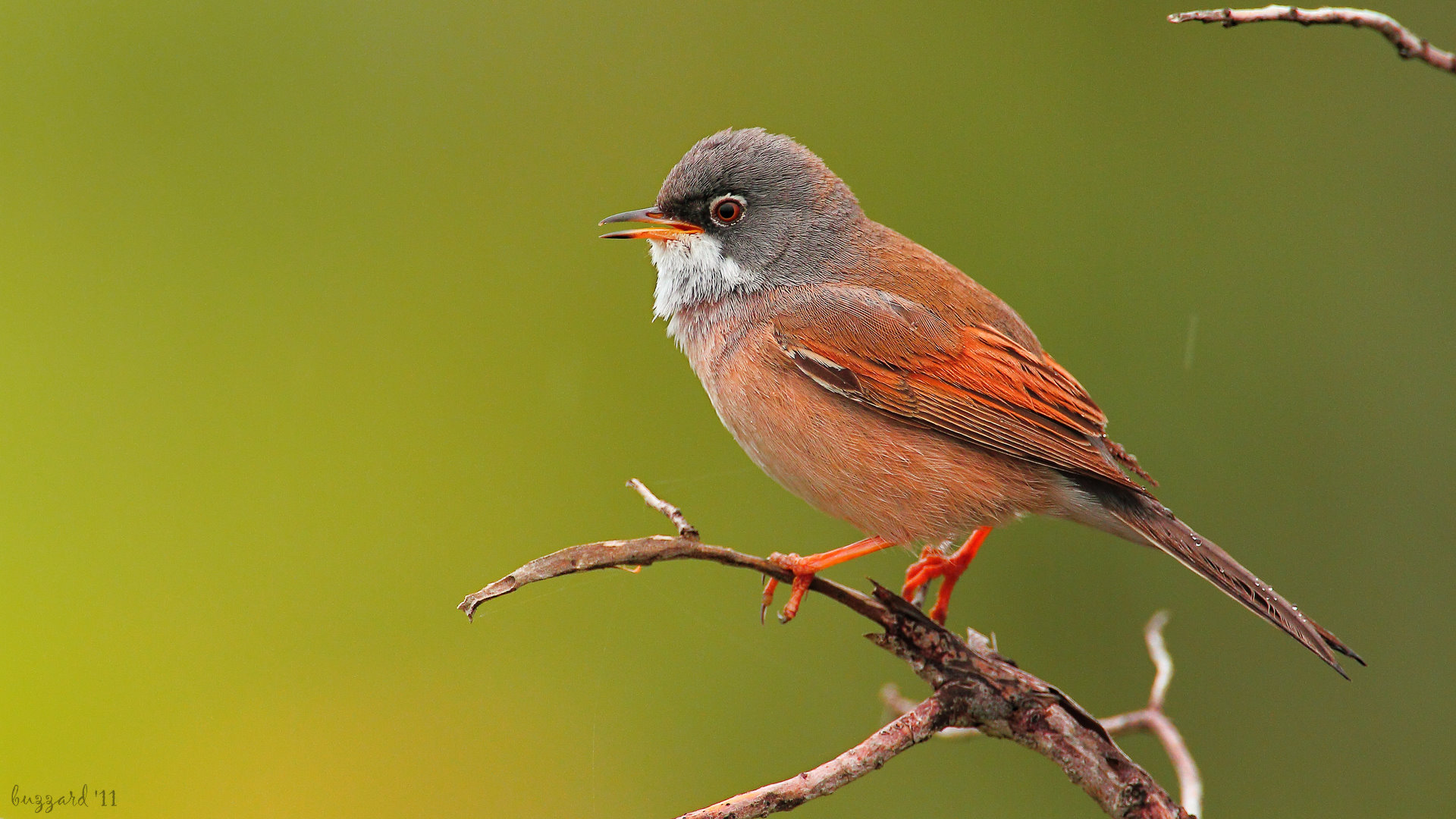 Bozkır ötleğeni » Spectacled Warbler » Sylvia conspicillata