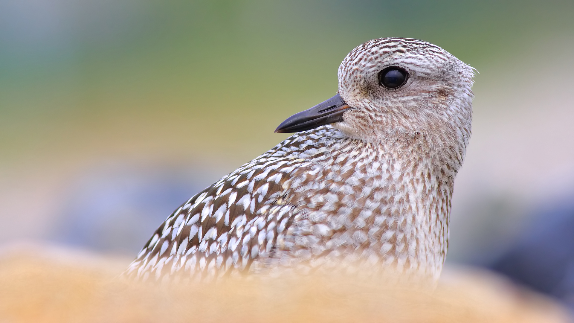 Gümüş yağmurcun » Grey Plover » Pluvialis squatarola