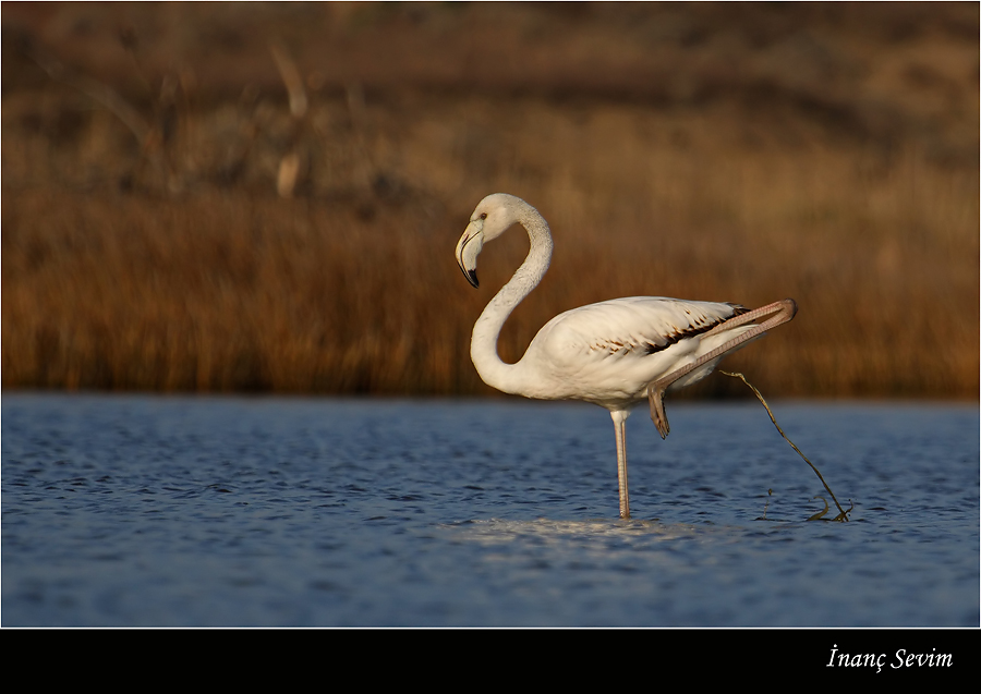 Flamingo