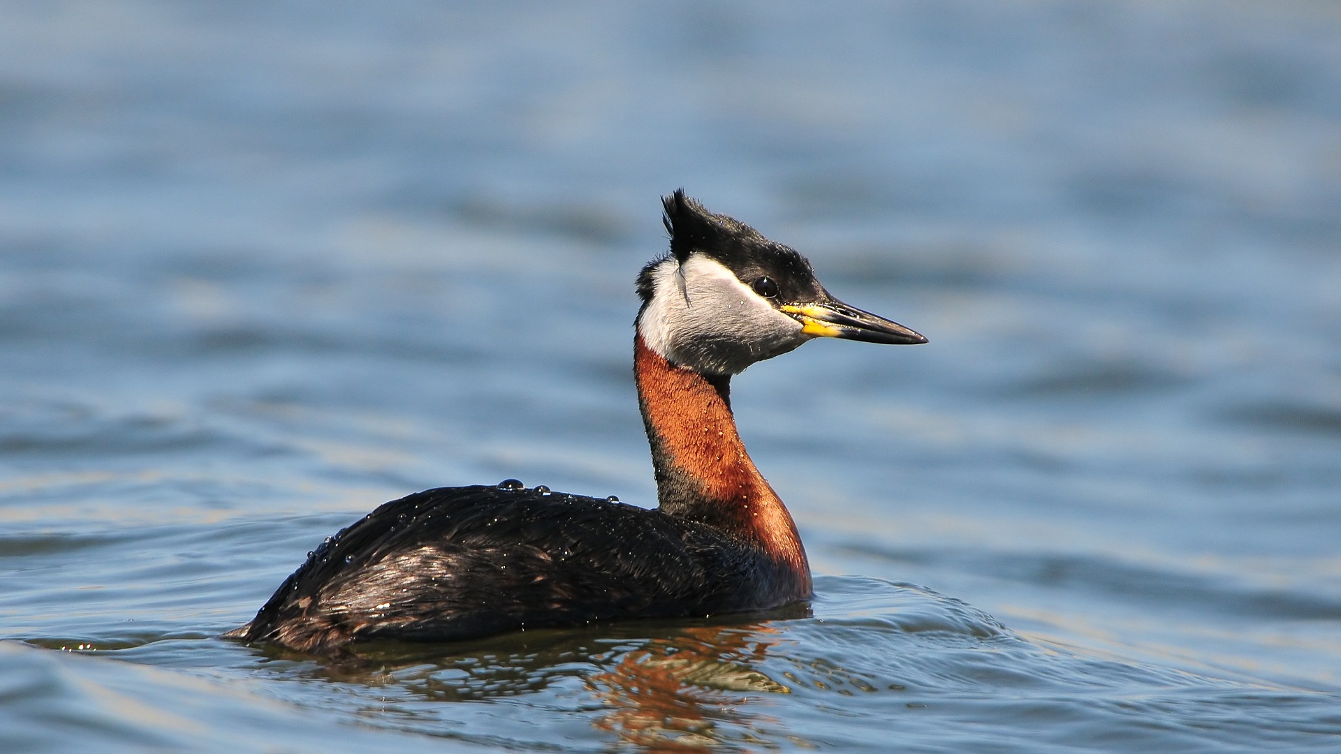 Kızılboyunlu batağan » Red-necked Grebe » Podiceps grisegena