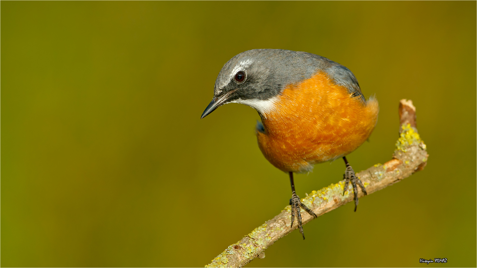 Taşbülbülü » White-throated Robin » Irania gutturalis