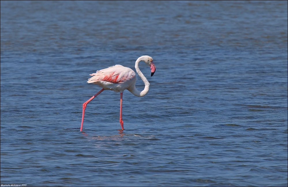 Flamingo