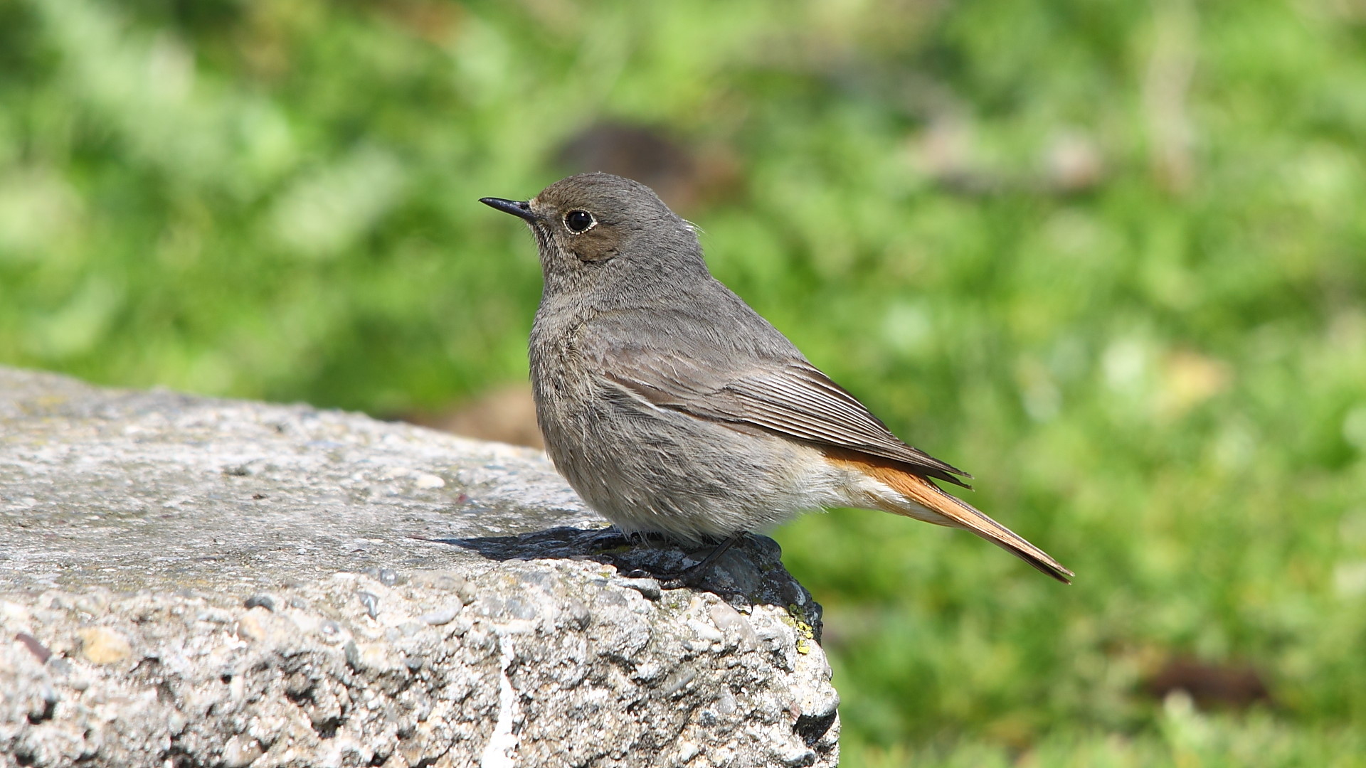 Kara kızılkuyruk » Black Redstart » Phoenicurus ochruros