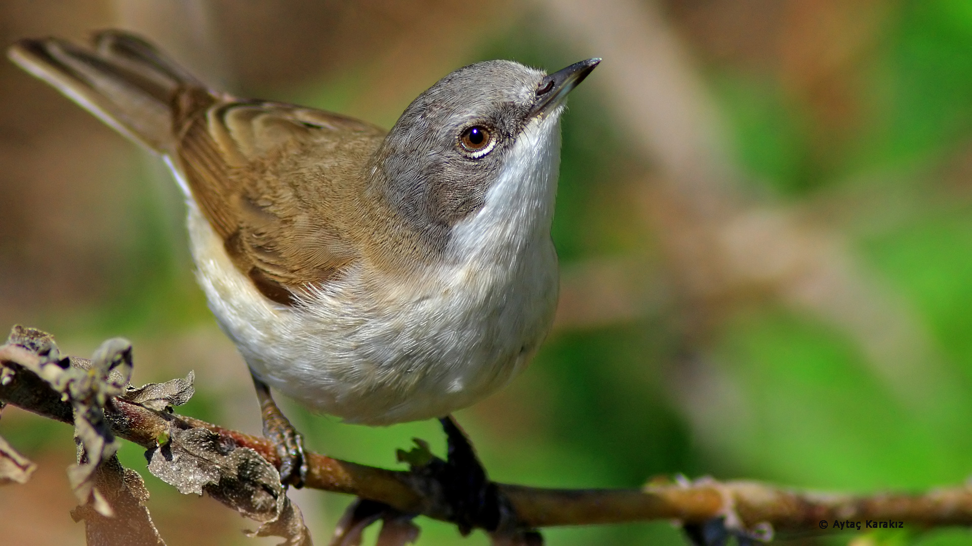 Küçük akgerdanlı ötleğen » Lesser Whitethroat » Sylvia curruca