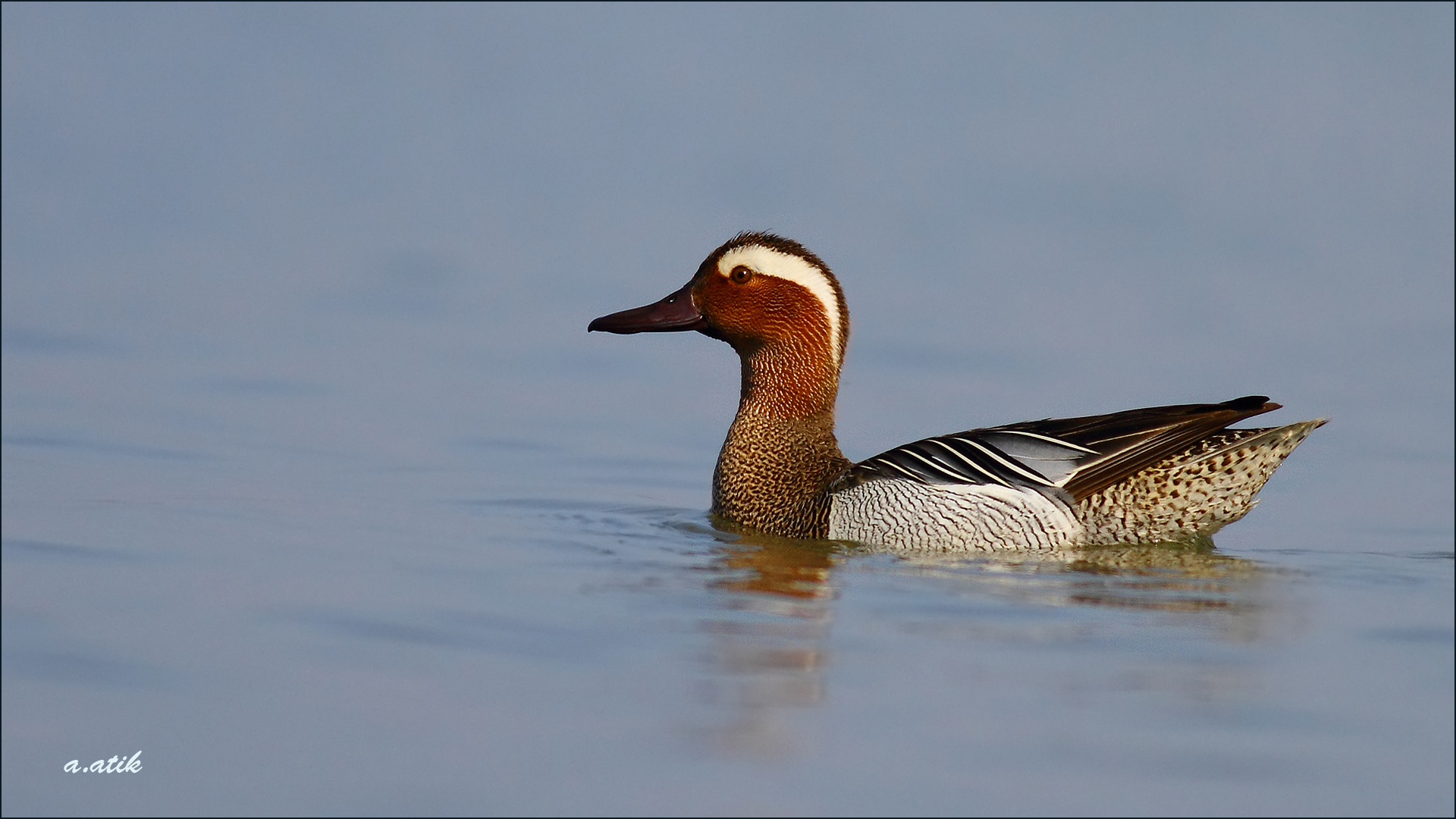 Çıkrıkçın » Garganey » Spatula querquedula