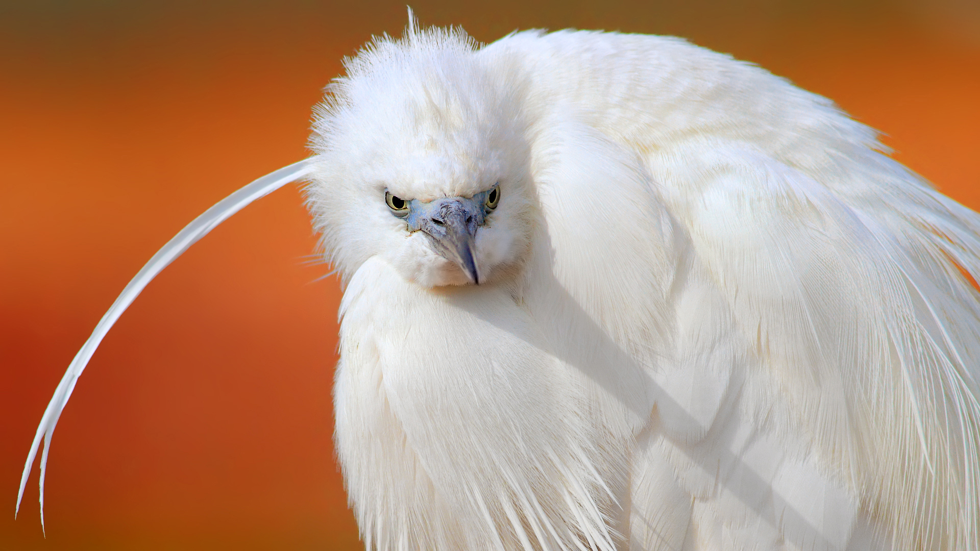 Küçük ak balıkçıl » Little Egret » Egretta garzetta