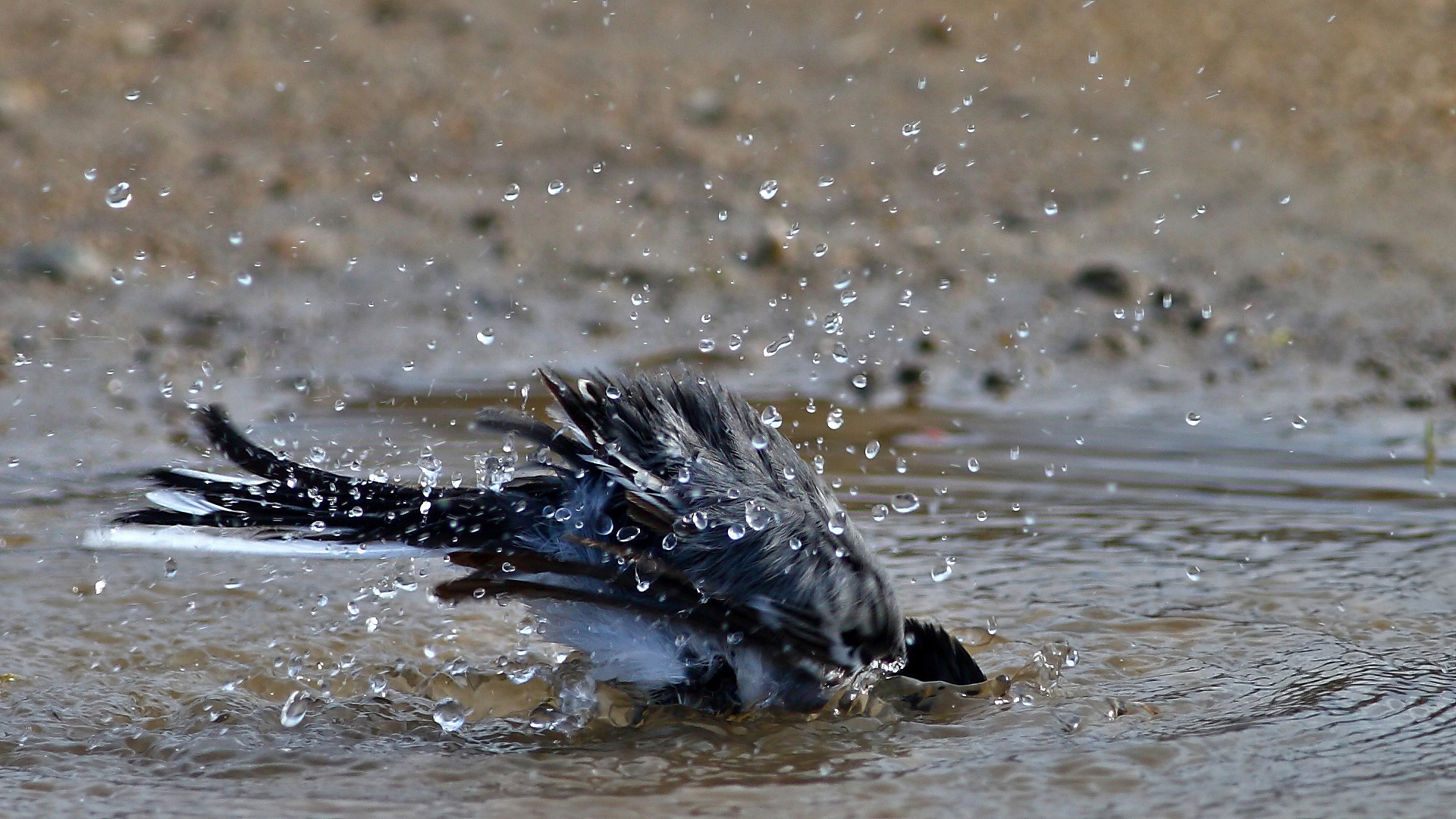 Ak kuyruksallayan » White Wagtail » Motacilla alba