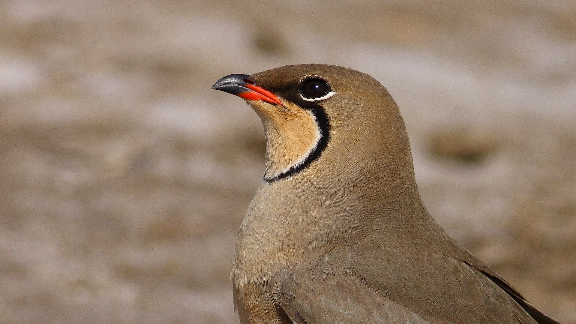 Bataklıkkırlangıcı » Collared Pratincole » Glareola pratincola