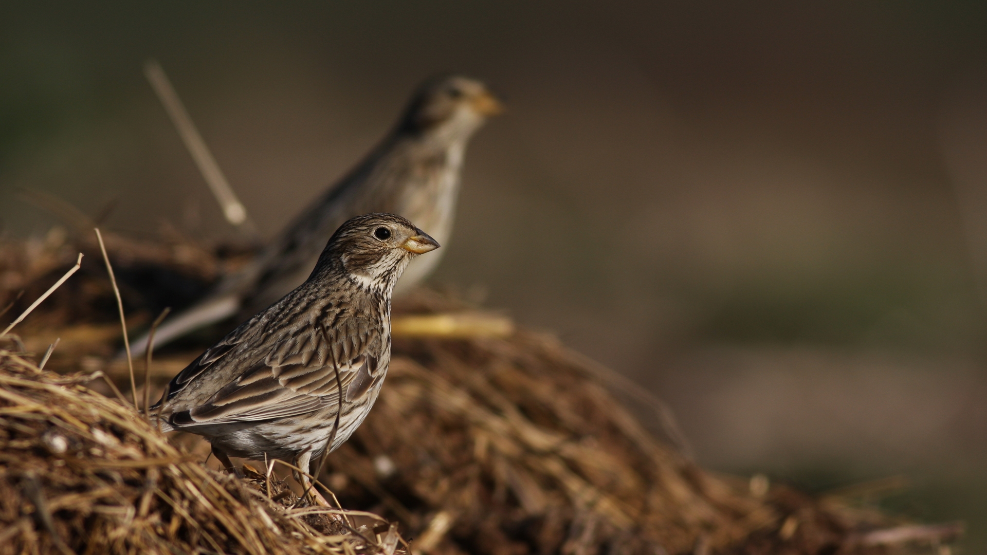 Tarla kirazkuşu » Corn Bunting » Emberiza calandra