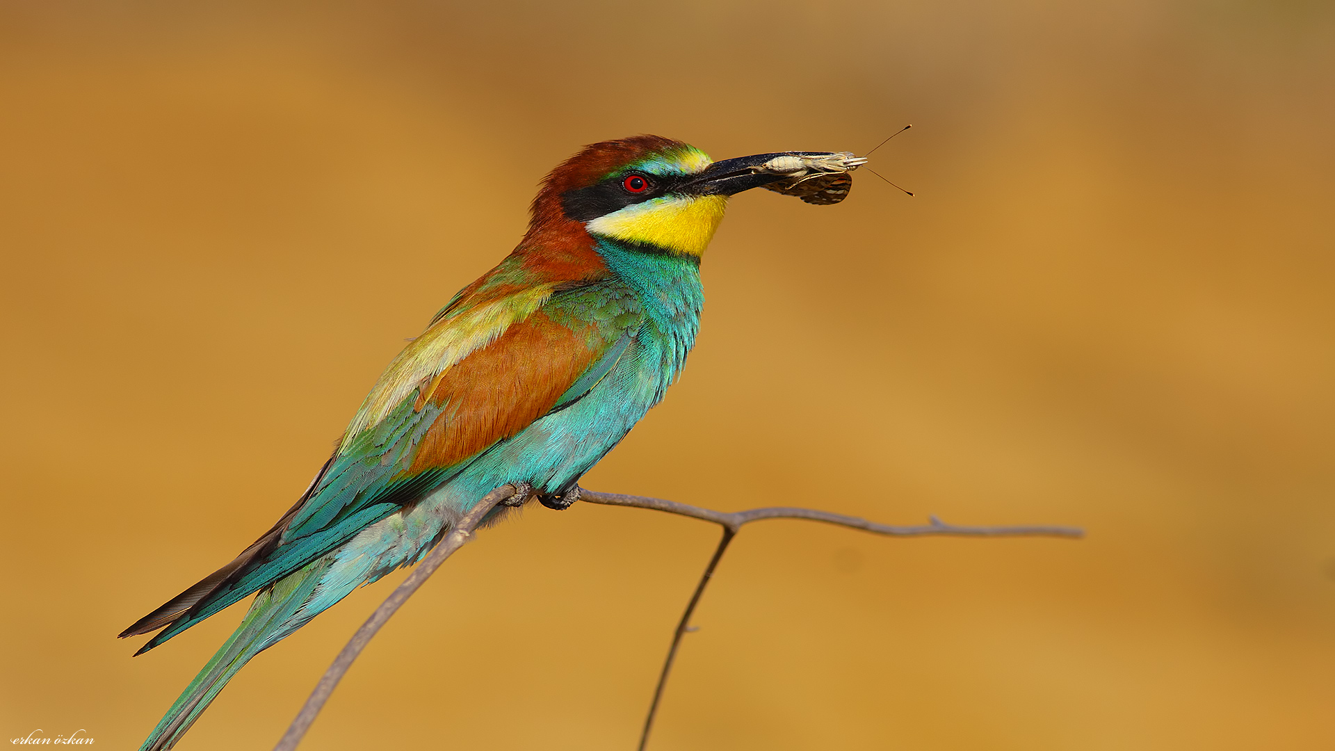 Arıkuşu » European Bee-eater » Merops apiaster