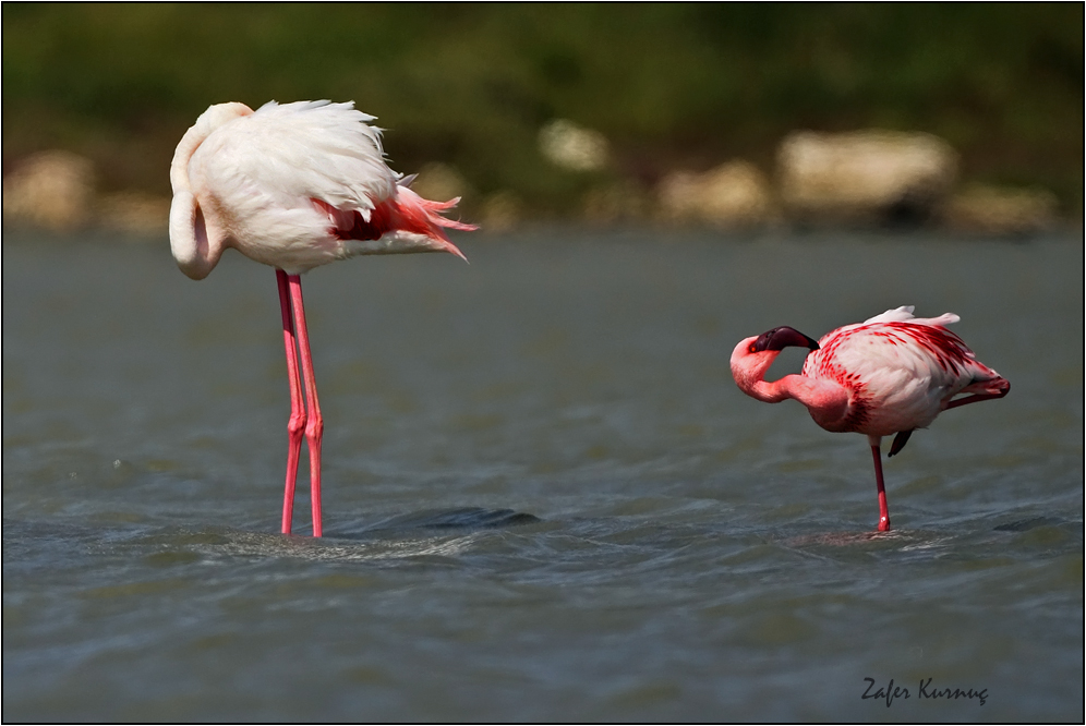 Küçük flamingo