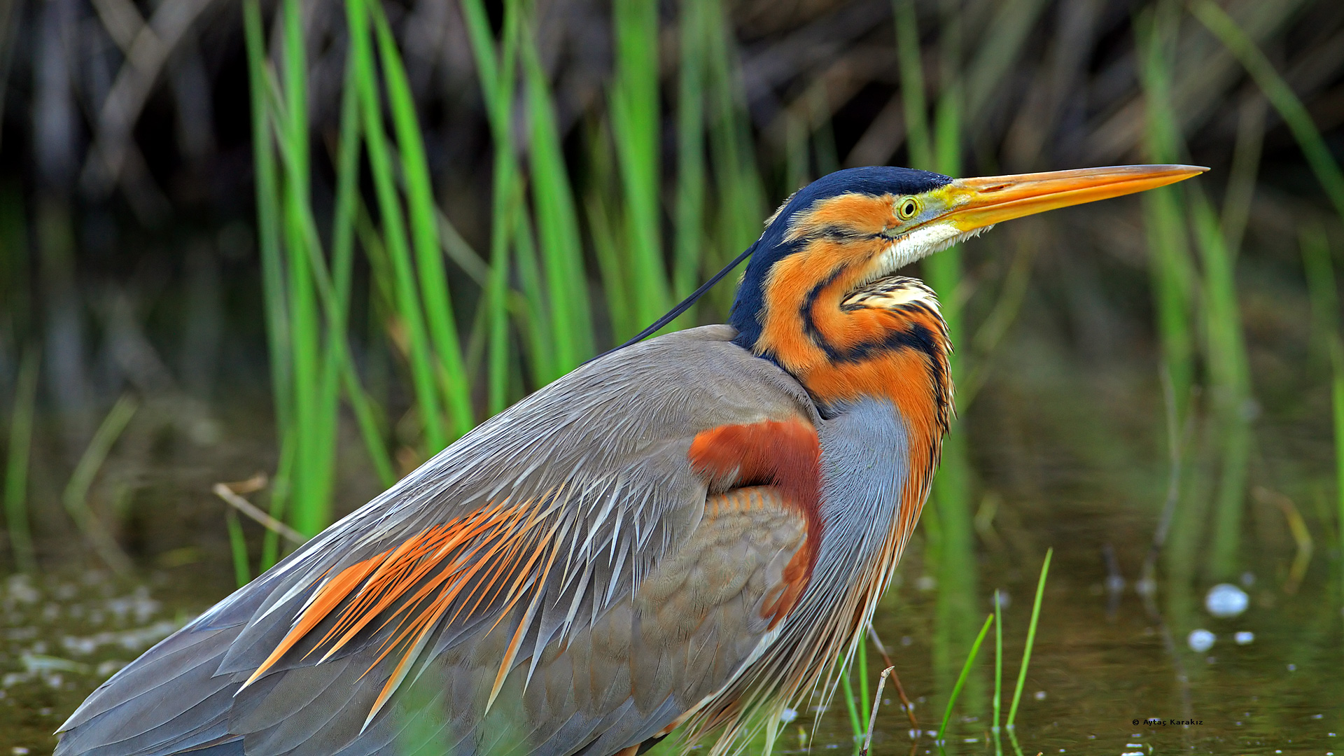 Erguvani balıkçıl » Purple Heron » Ardea purpurea