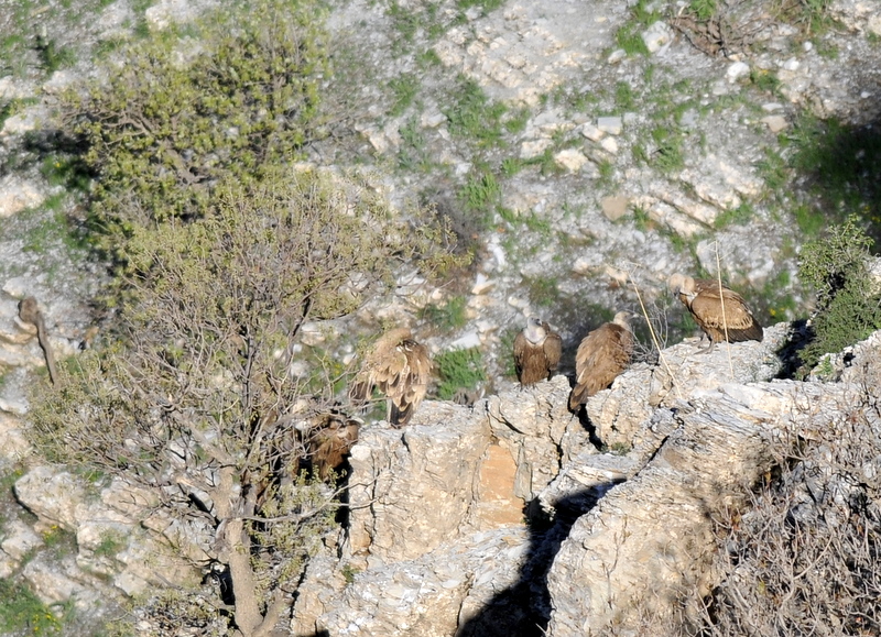 Kızıl akbaba