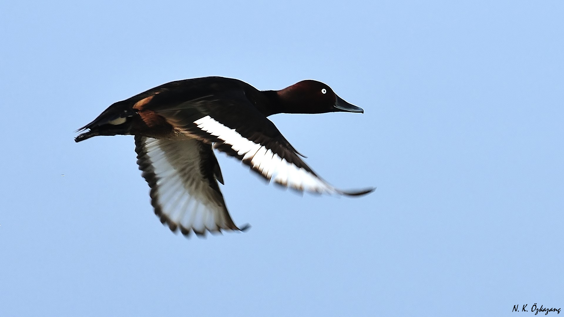 Pasbaş patka » Ferruginous Duck » Aythya nyroca