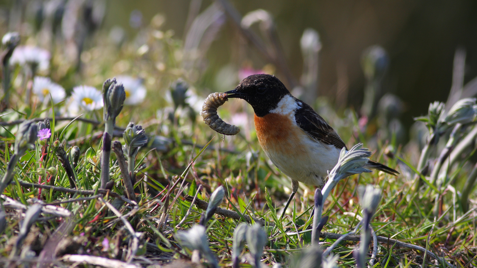 Taşkuşu » European Stonechat » Saxicola rubicola