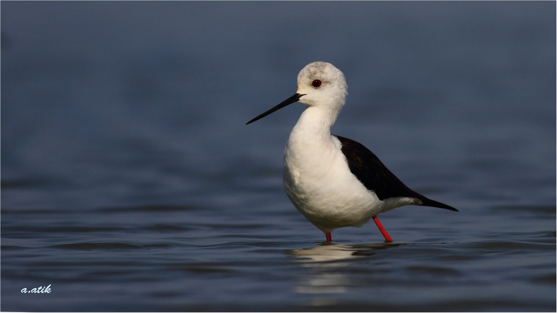 Uzunbacak » Black-winged Stilt » Himantopus himantopus