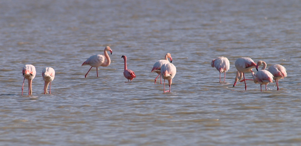 Küçük flamingo