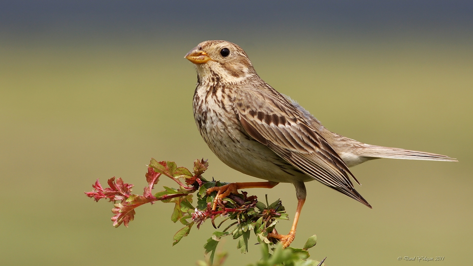 Tarla kirazkuşu » Corn Bunting » Emberiza calandra