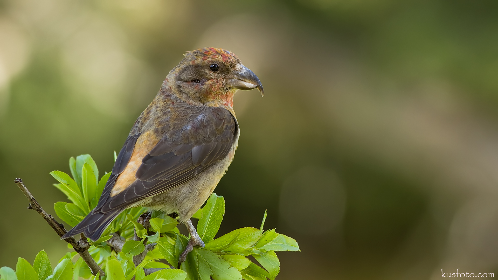 Çaprazgaga » Red Crossbill » Loxia curvirostra