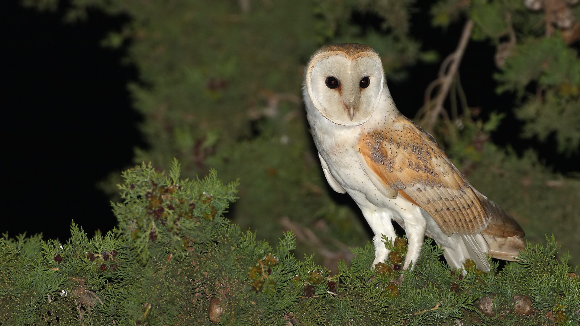 Peçeli baykuş » Western Barn Owl » Tyto alba